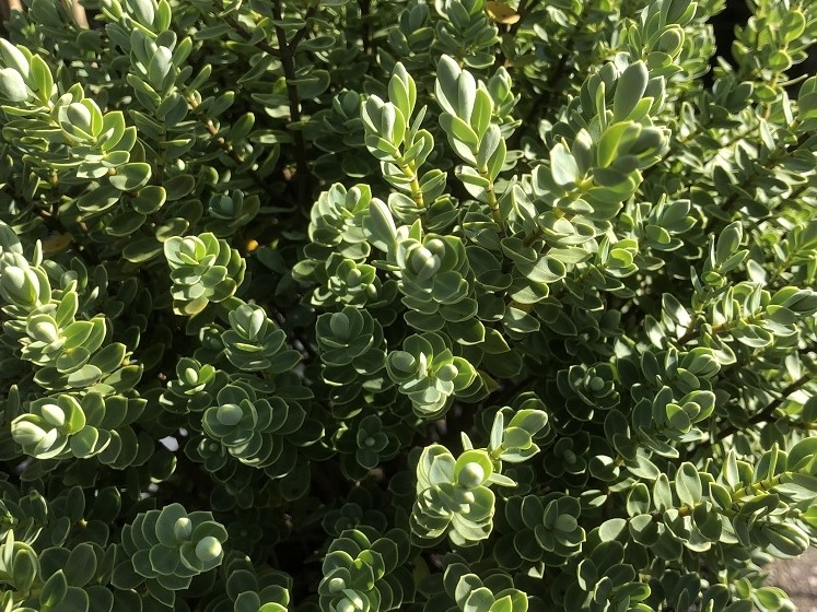 Hebe pinguifolia 'Sutherlandii'-0
