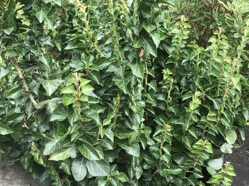 Hedera helix 'Conglomerata Erecta'-15046