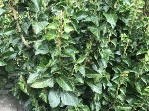 Hedera helix 'Conglomerata Erecta'-0
