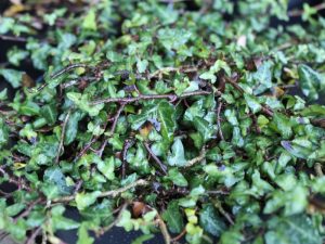 Hedera hibernica 'Spetchley'-0