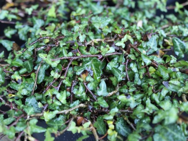 Hedera hibernica 'Spetchley'-0