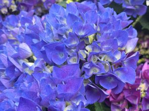 Hydrangea macrophylla 'Amor' (supplied in blue/mauve shades)-0
