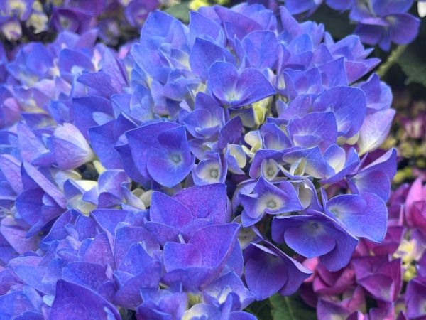 Hydrangea macrophylla 'Amor' (supplied in blue/mauve shades)-0