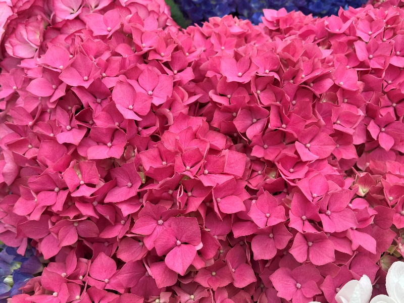 Hydrangea macrophylla 'Leuchtfeuer'-0