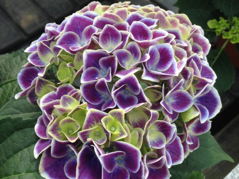 Hydrangea macrophylla 'New Tivoli Bleu' ®-13067