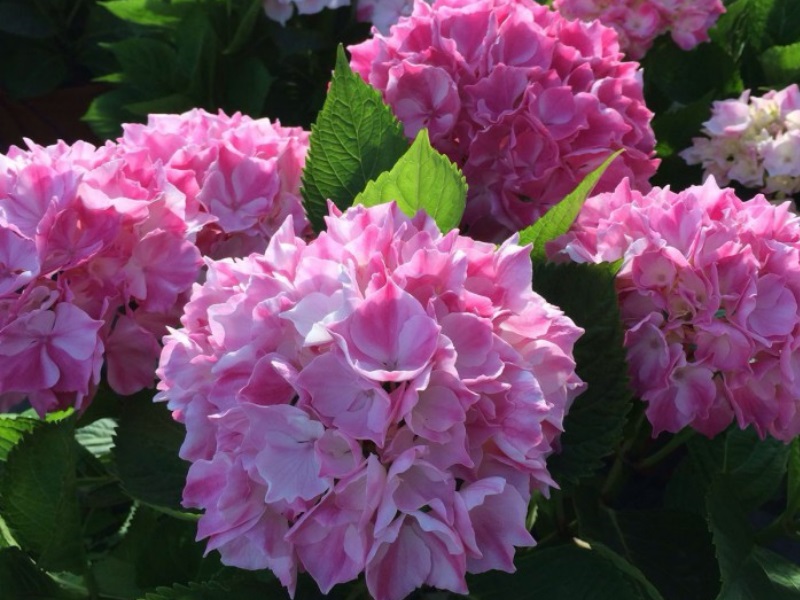 Hydrangea macrophylla 'La vie en rose'-13075
