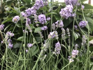 Lavandula angustifolia 'Melissa Lilac'-0