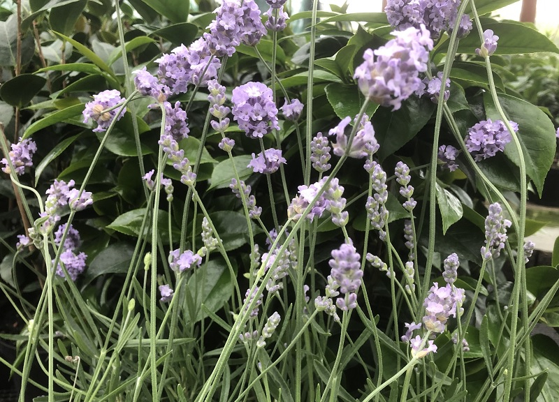 Lavandula angustifolia 'Melissa Lilac'-0