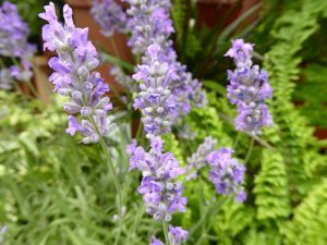 Lavandula angustifolia 'Blue Cushion'-0