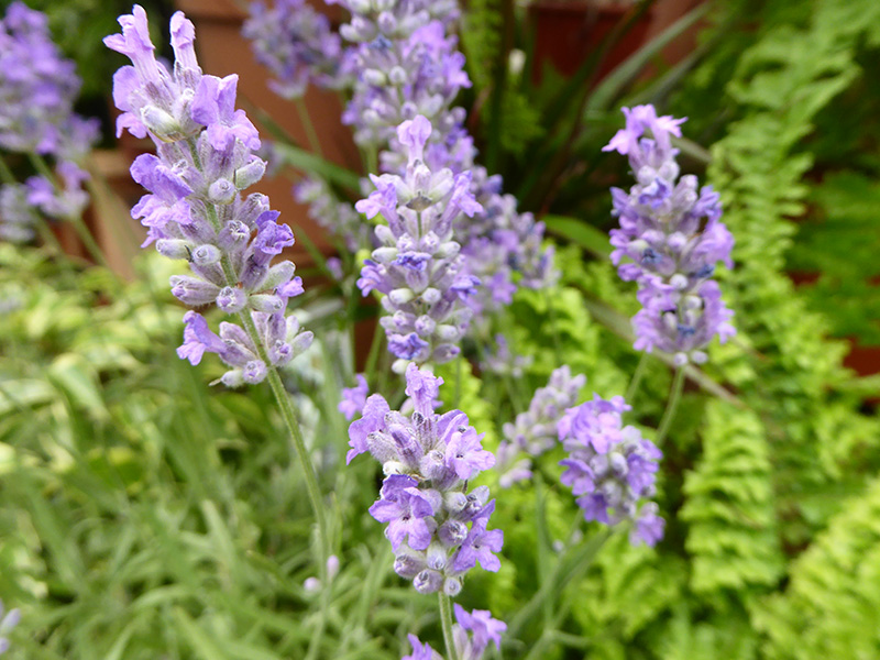 Lavandula angustifolia 'Blue Cushion'-0