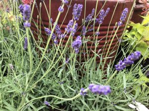 Lavandula angustifolia 'Imperial Gem'-0