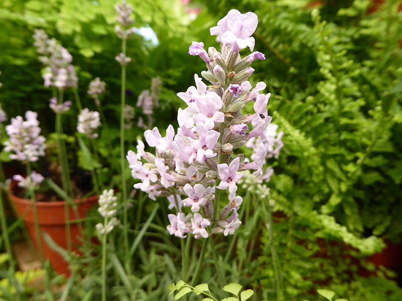 Lavandula angustifolia 'Miss Katherine'-0