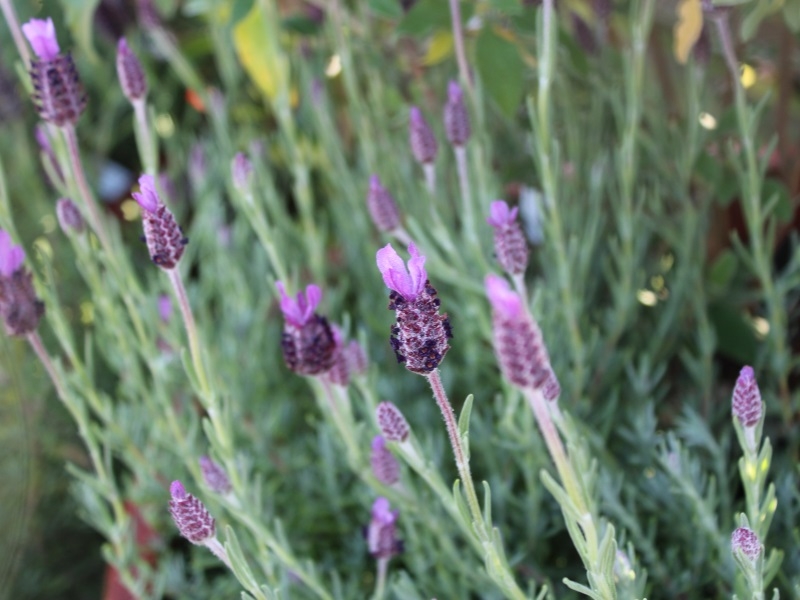 Lavandula stoechas 'Fathead'-15050