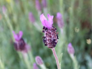 Lavandula stoechas 'Fathead'-0