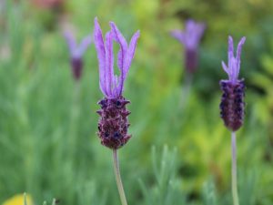 Lavandula stoechas 'Pukyhou'-0