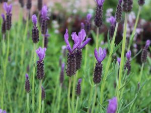 Lavandula stoechas 'Willowvale'-0