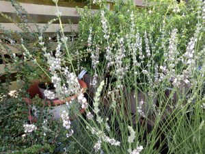 Lavandula angustifolia 'Edelweisse'-0