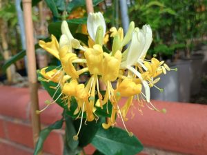 Lonicera pericymenum 'Scentsation'-0