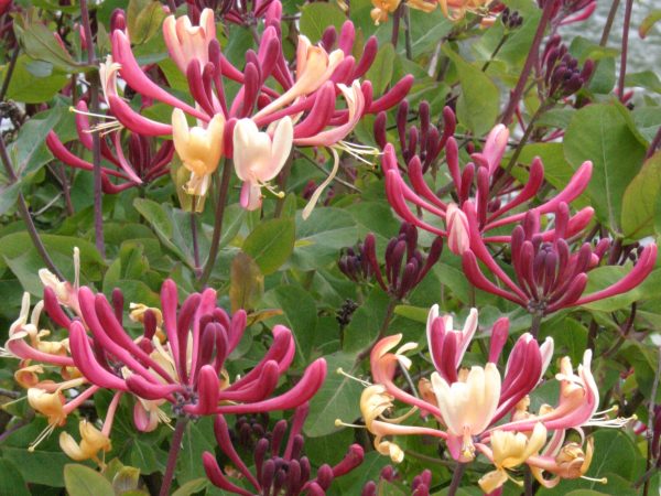 Lonicera pericymenum 'Belgica'-0