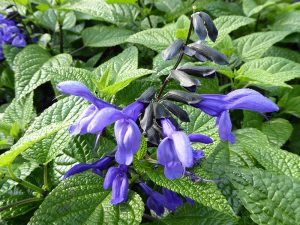 Salvia 'Black and Bloom'-0