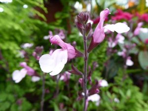 Salvia Salvia 'Joy' ('Dyson's Joy')-0