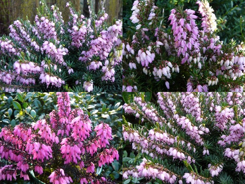A Collection of Four Heathers: 'Shades of Purple' Winter to Spring Collection (9cm pot)-0