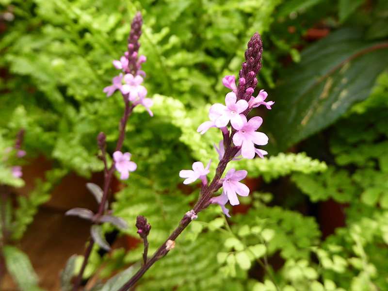 Verbena officinalis var. grandiflora 'Bampton'-13109