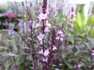 Verbena officinalis var. grandiflora 'Bampton'-0