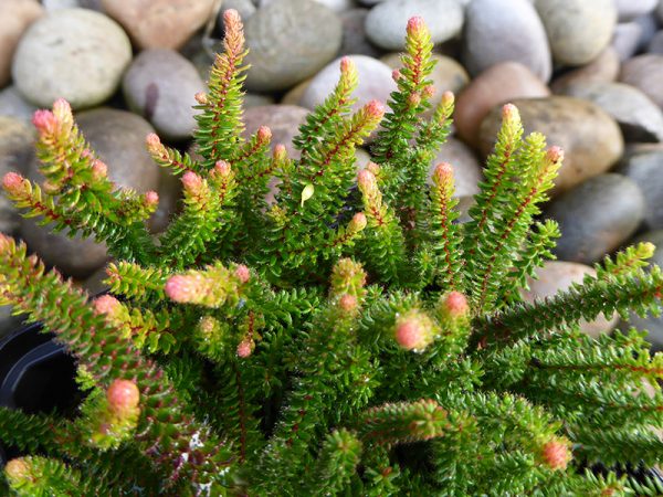 Erica stuartii 'Irish Orange' (9cm pot)-0