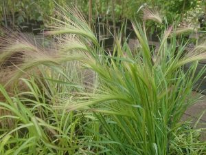 Hordeum jubatum-0