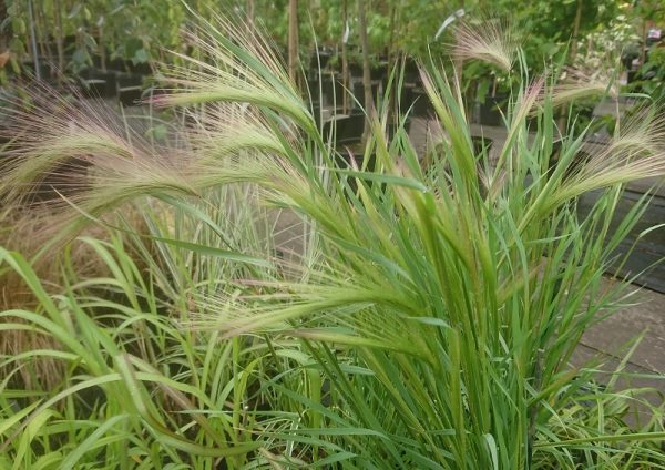Hordeum jubatum-0