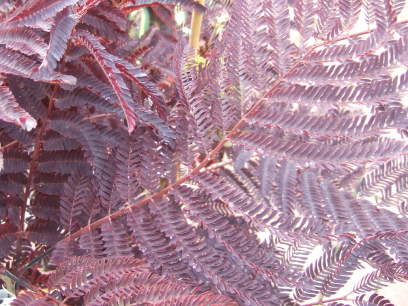 Albizia julibrissin 'Summer Chocolate'-0