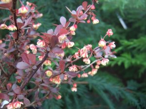 Berberis thunbergii 'Atropurpurea'-0