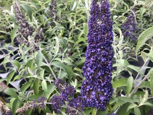 Buddleja davidii Adonis Blue 'Adokeep'-0