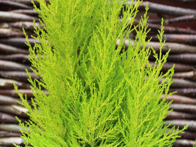 Cupressus macrocarpa 'Wilma' 5 litre pot-13177