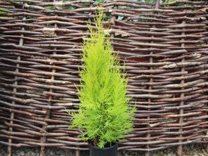Cupressus macrocarpa 'Wilma' 5 litre pot-0