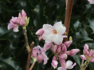 Daphne bholua 'Spring Beauty'-0