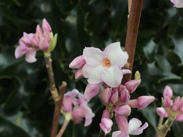 Daphne bholua 'Spring Beauty'-0
