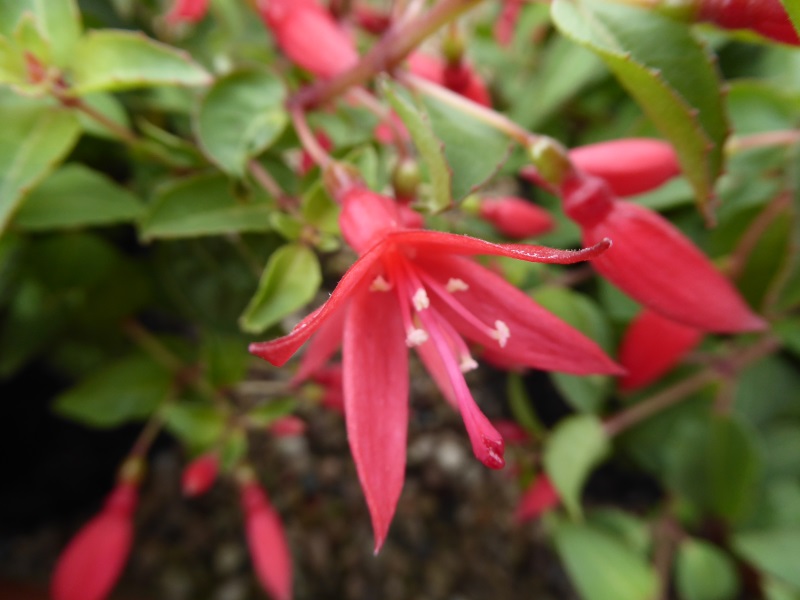 Fuchsia 'Chilli Red'-0