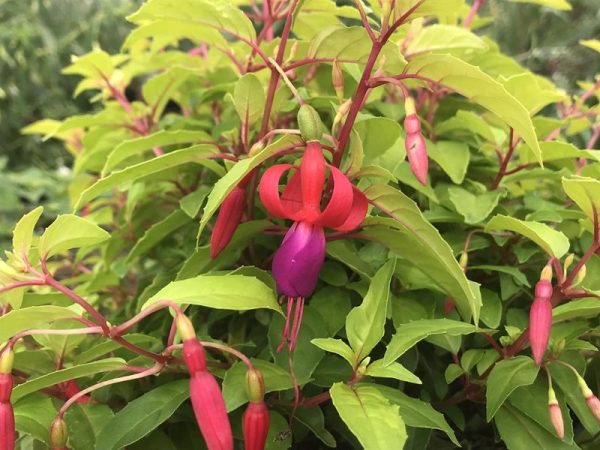 Fuchsia 'Genii'-0