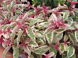 Fuchsia 'Tom West'-0