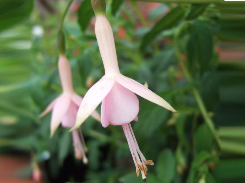 Fuchsia 'Hawkshead'-13150