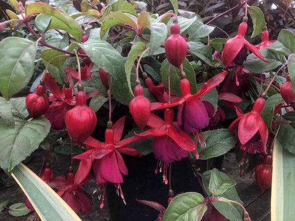 Fuchsia 'Janie'-0