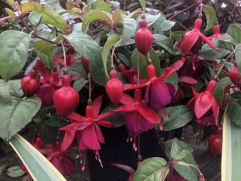 Fuchsia 'Janie'-0