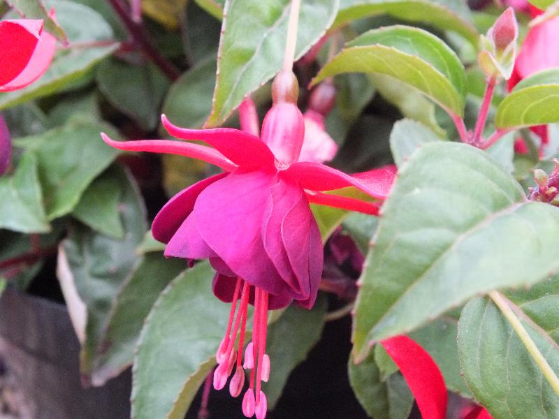 Fuchsia 'Janie'-13162