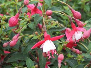 Fuchsia 'Lady Thumb'-0