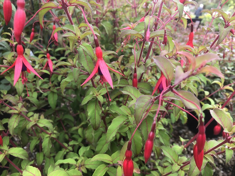 Fuchsia magellanica-0