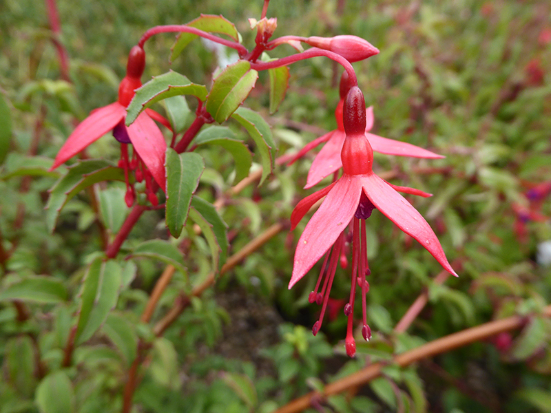 Fuchsia magellanica 'Riccartonii'-0