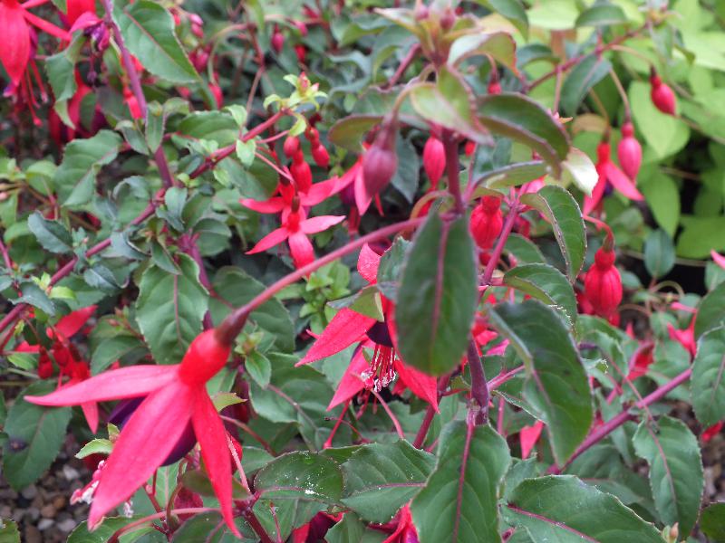 Fuchsia 'Mrs Popple'-13168