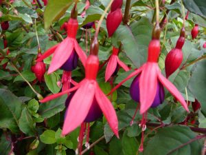 Fuchsia 'Mrs Popple'-0